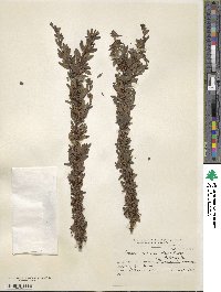 Chacaya trinervis image