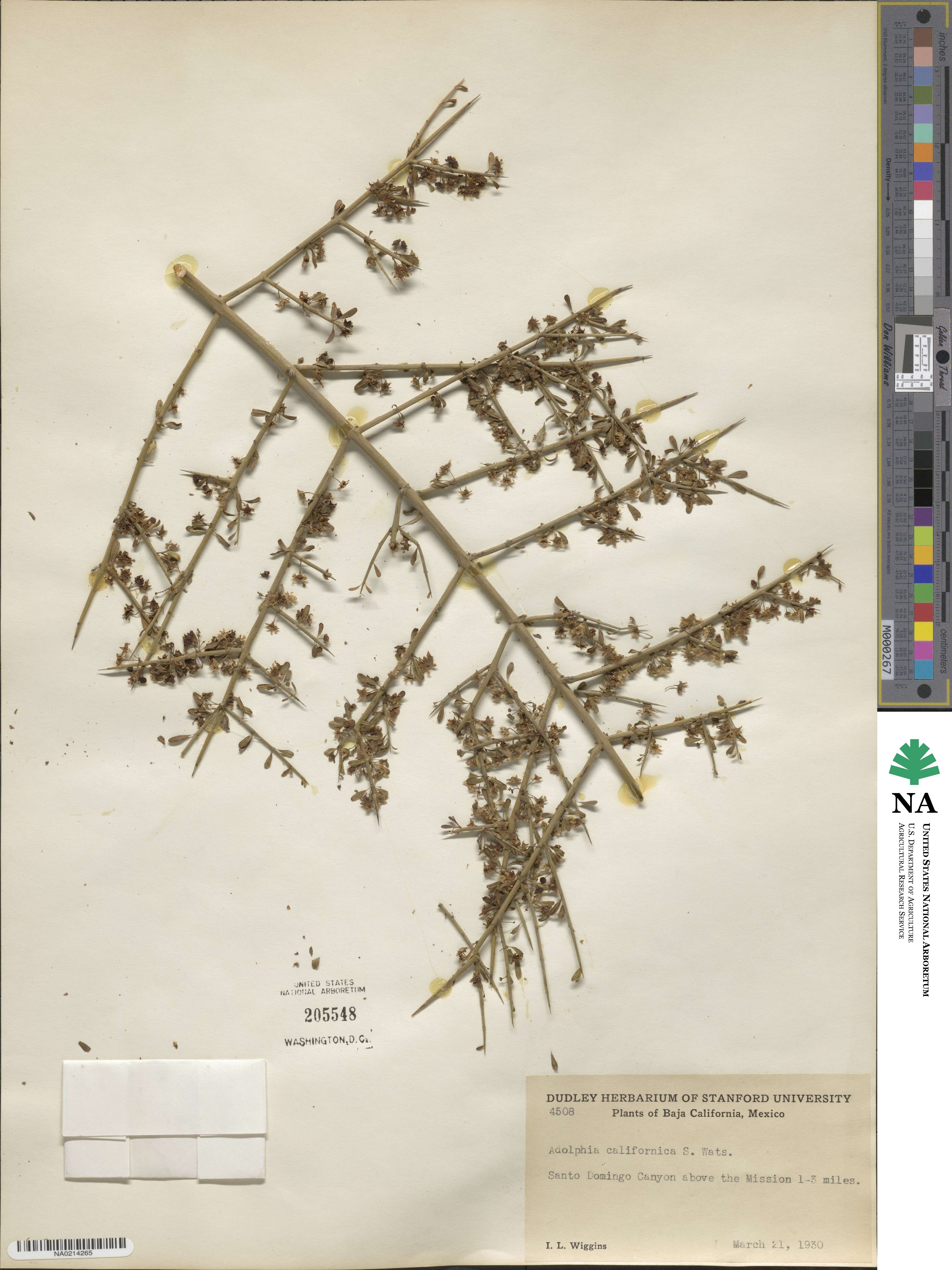 Adolphia californica image