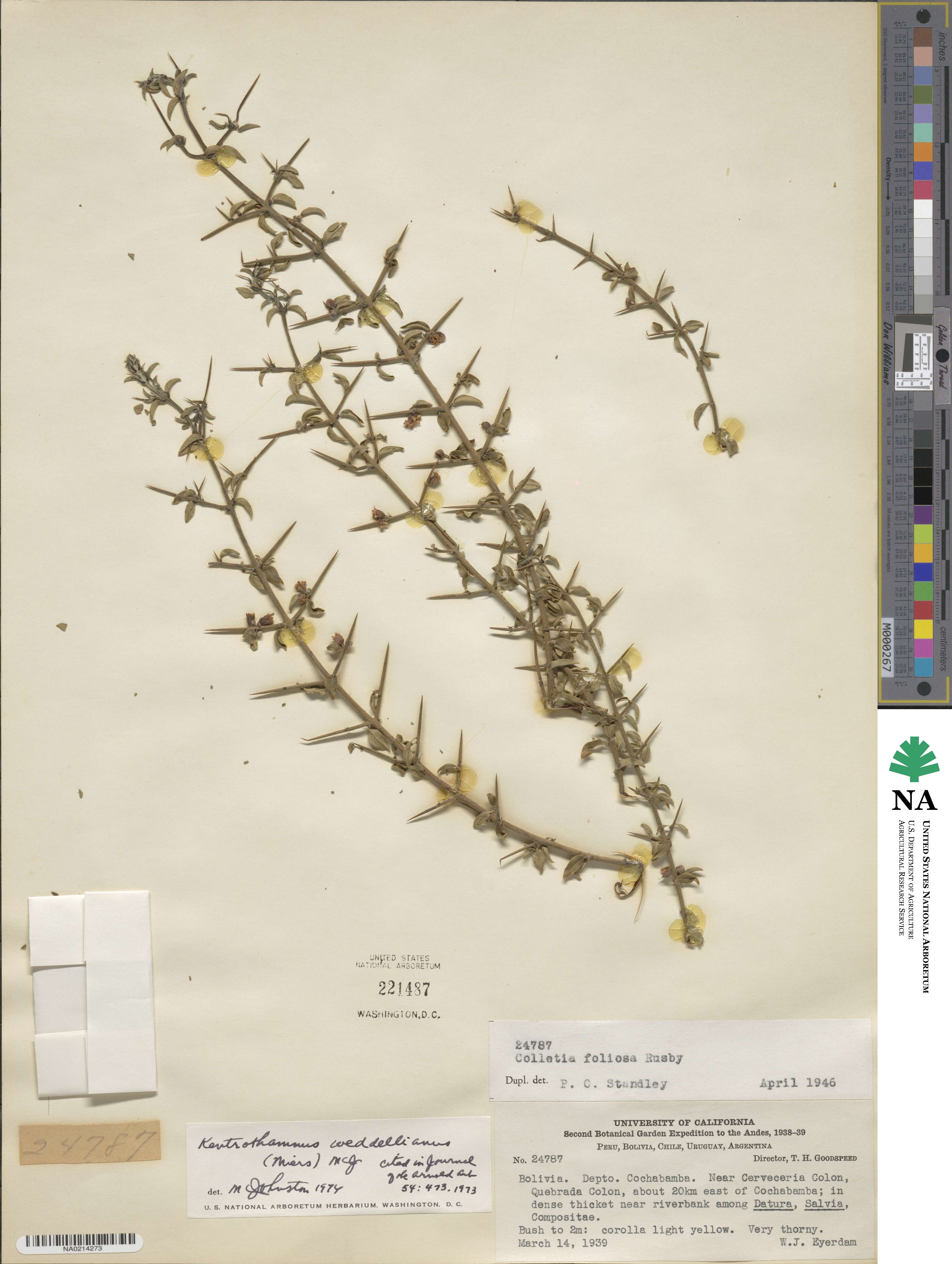 Kentrothamnus weddellianus image