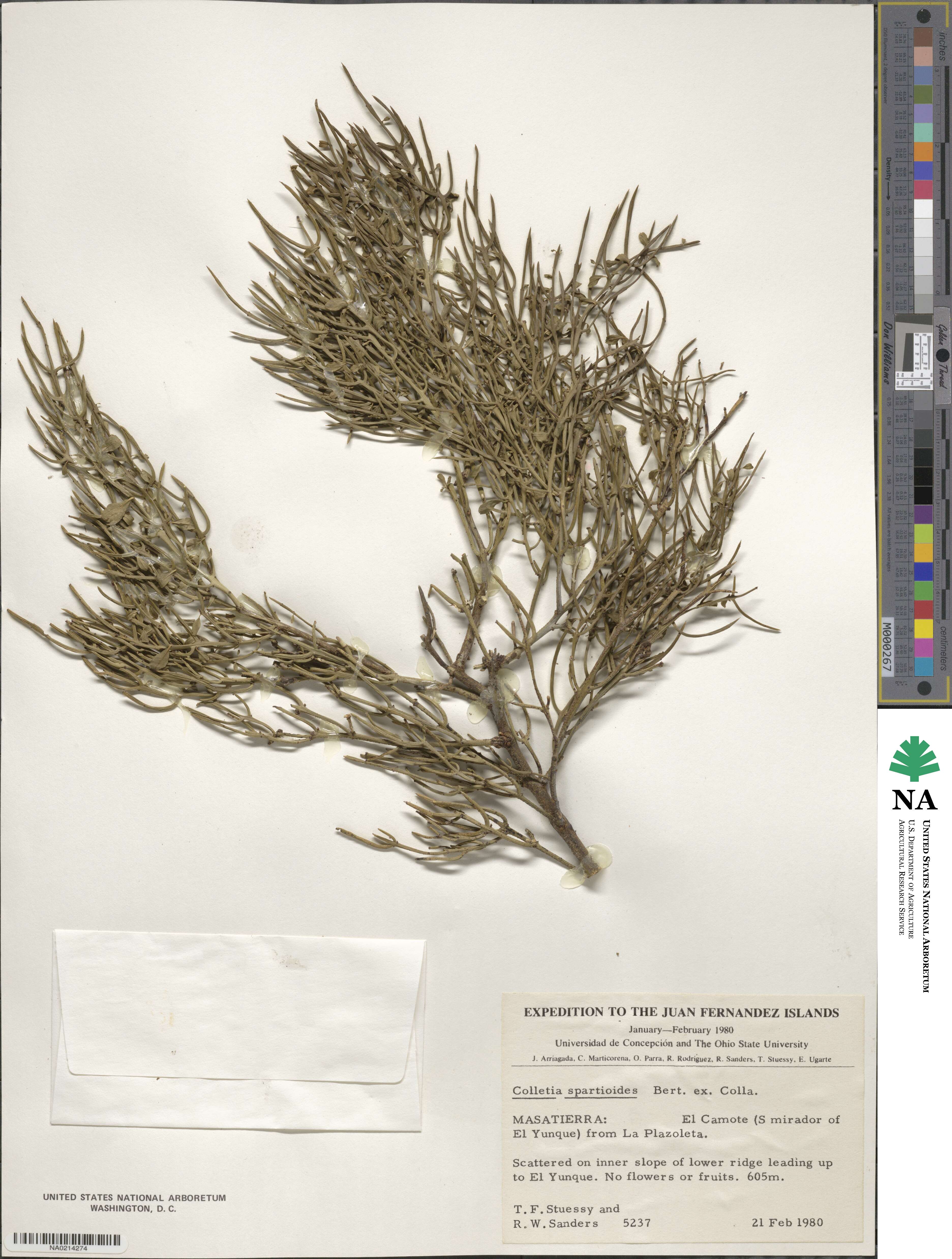 Colletia spartioides image