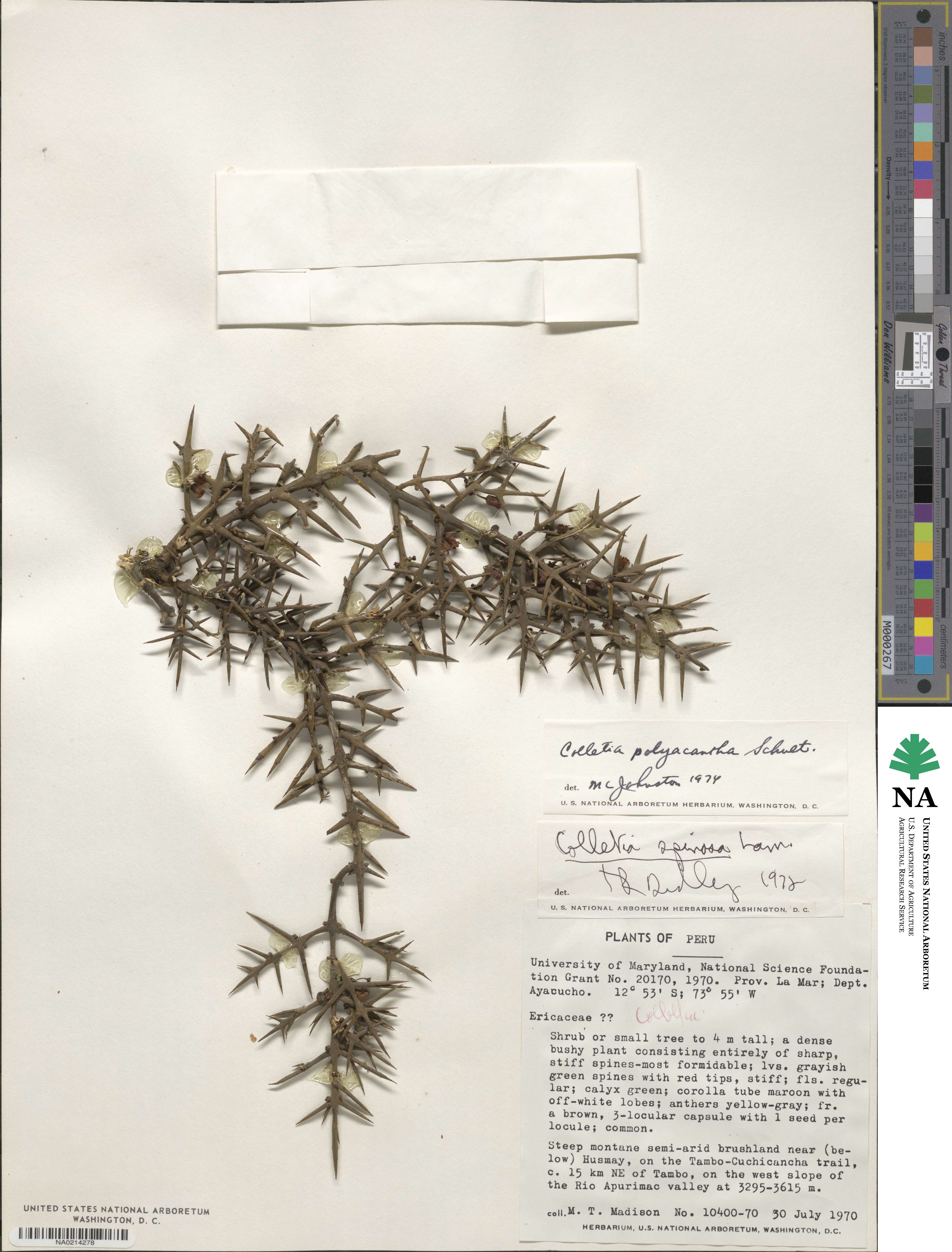 Colletia hystrix image