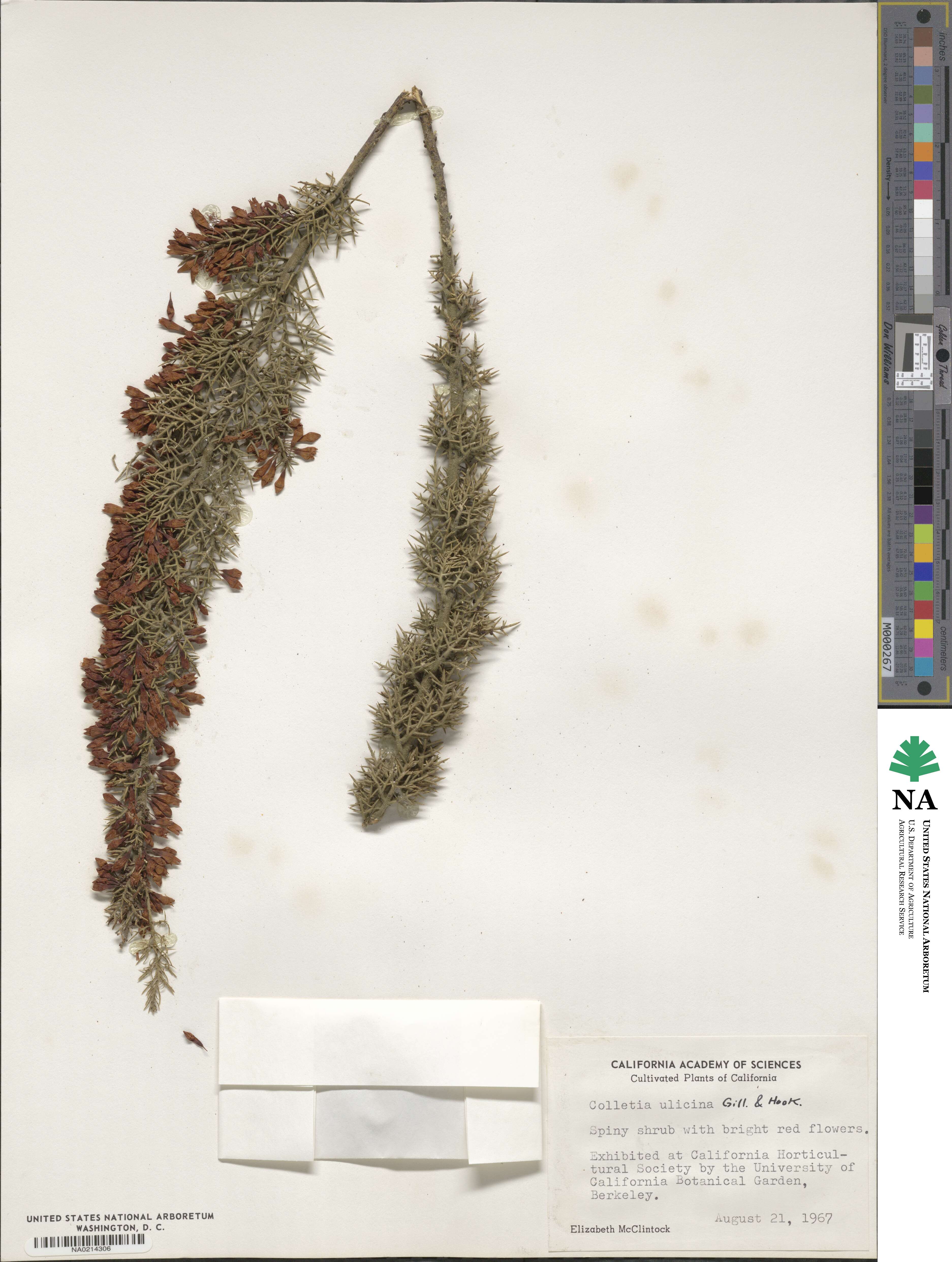 Colletia ulicina image