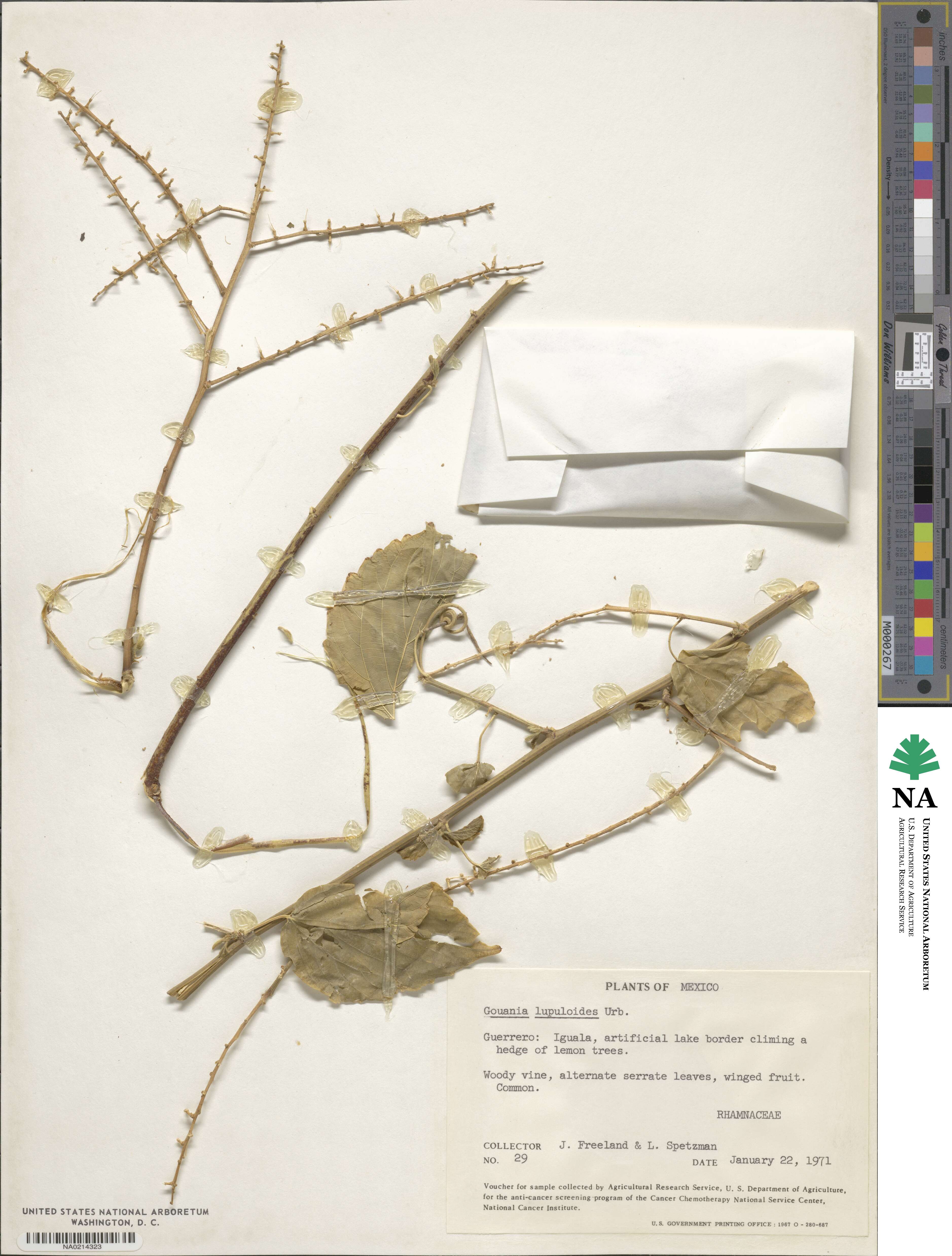 Gouania lupuloides image