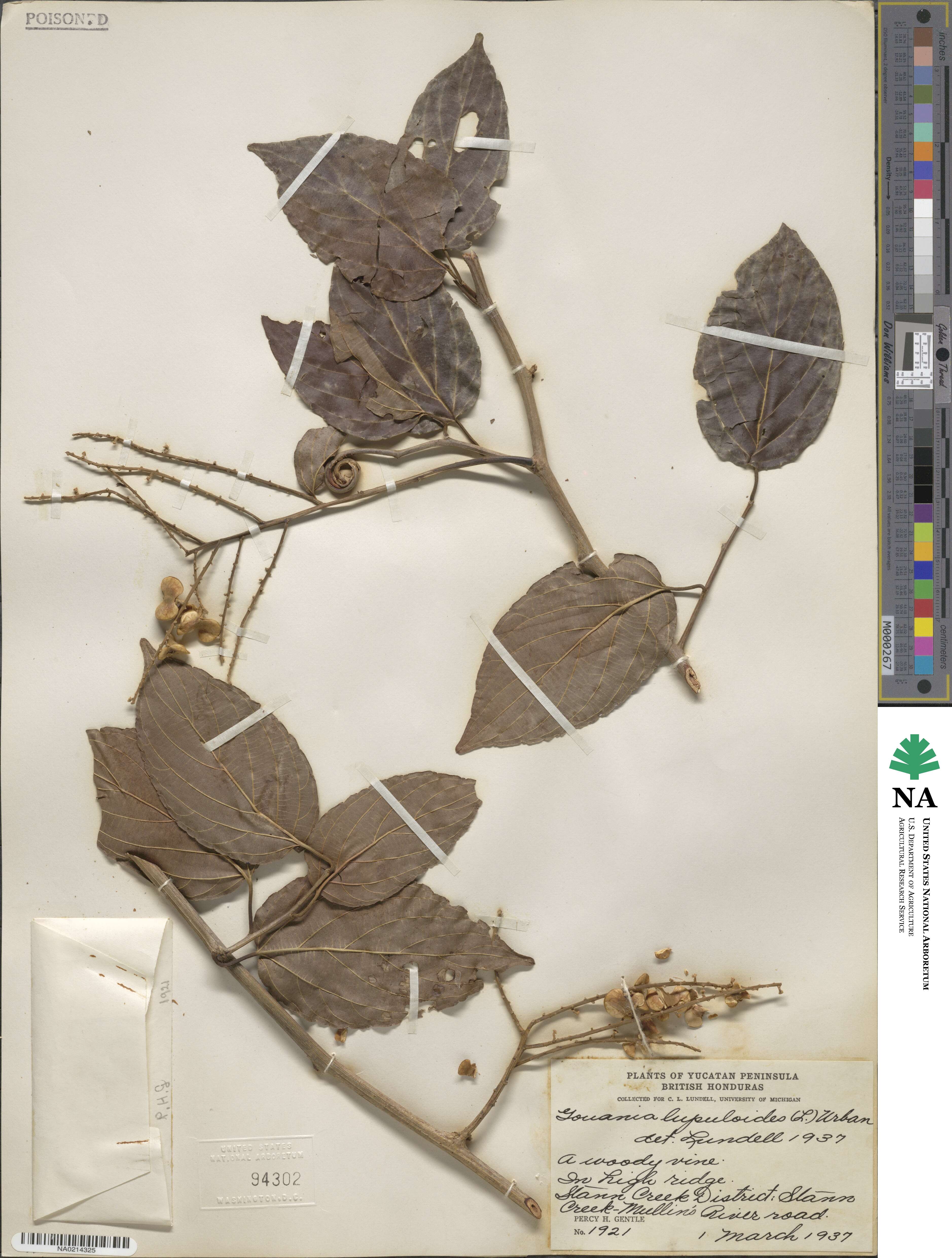 Gouania lupuloides image