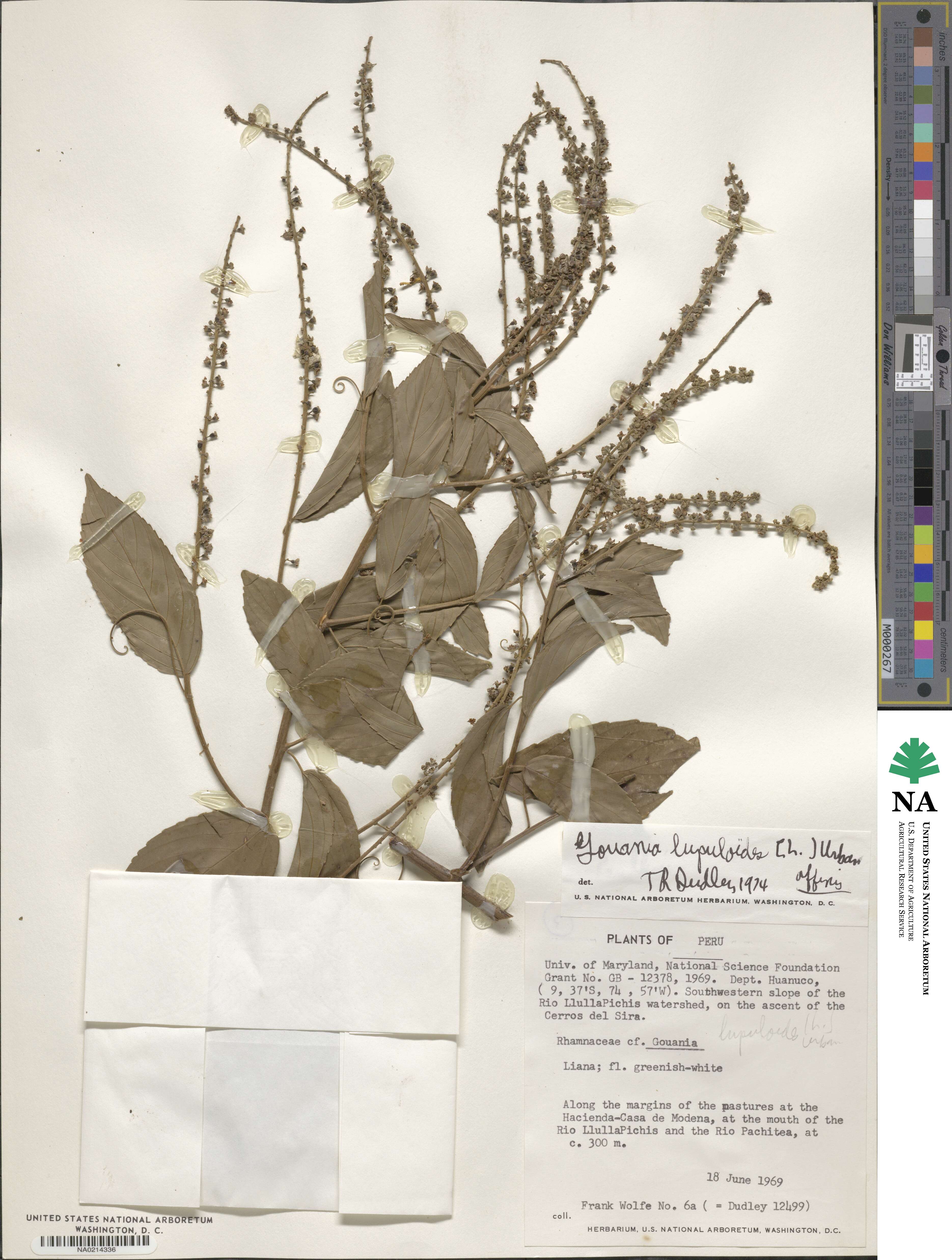 Gouania lupuloides image