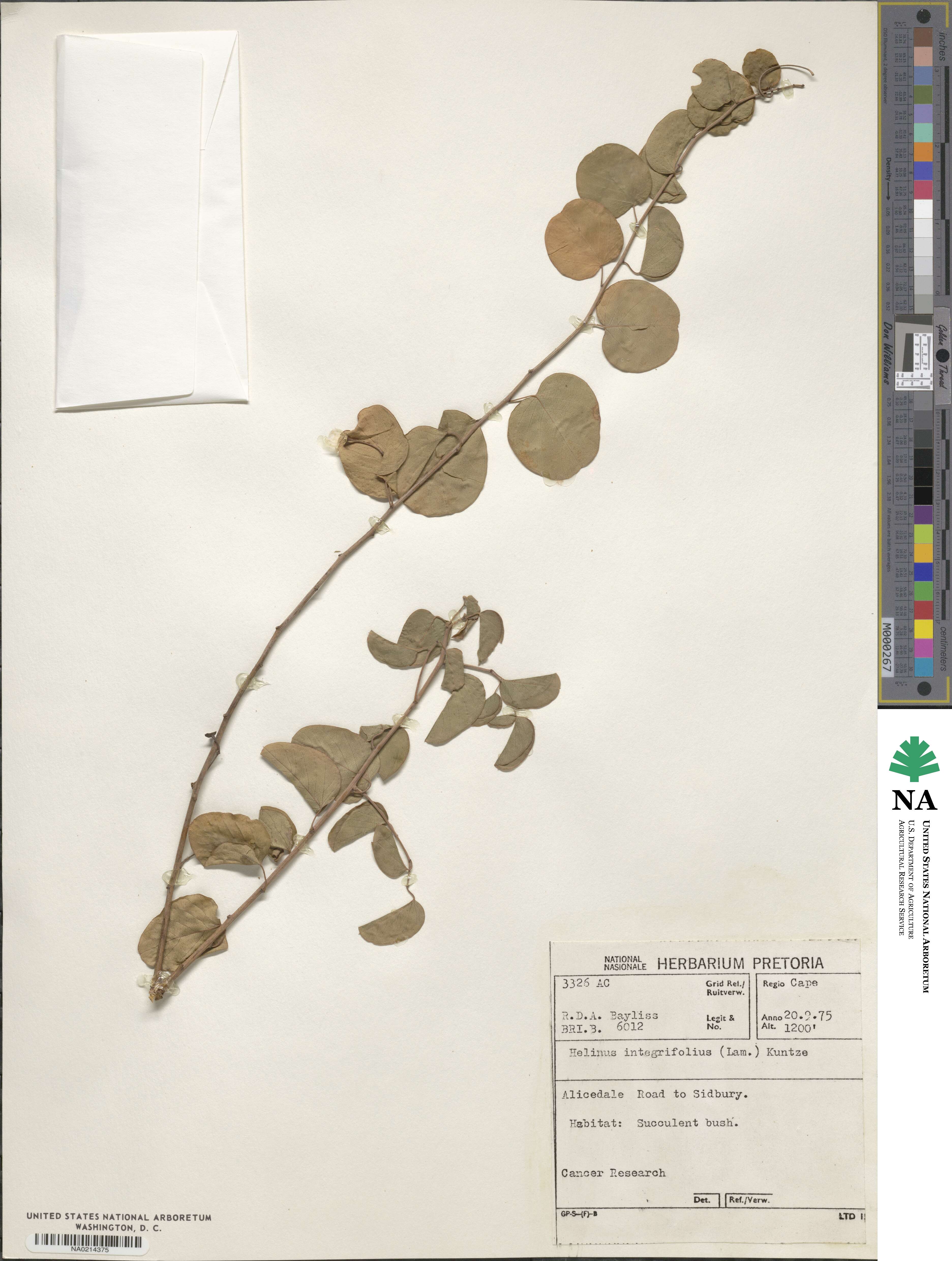Helinus integrifolius image