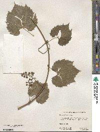 Vitis acerifolia image