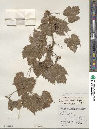 Vitis acerifolia image