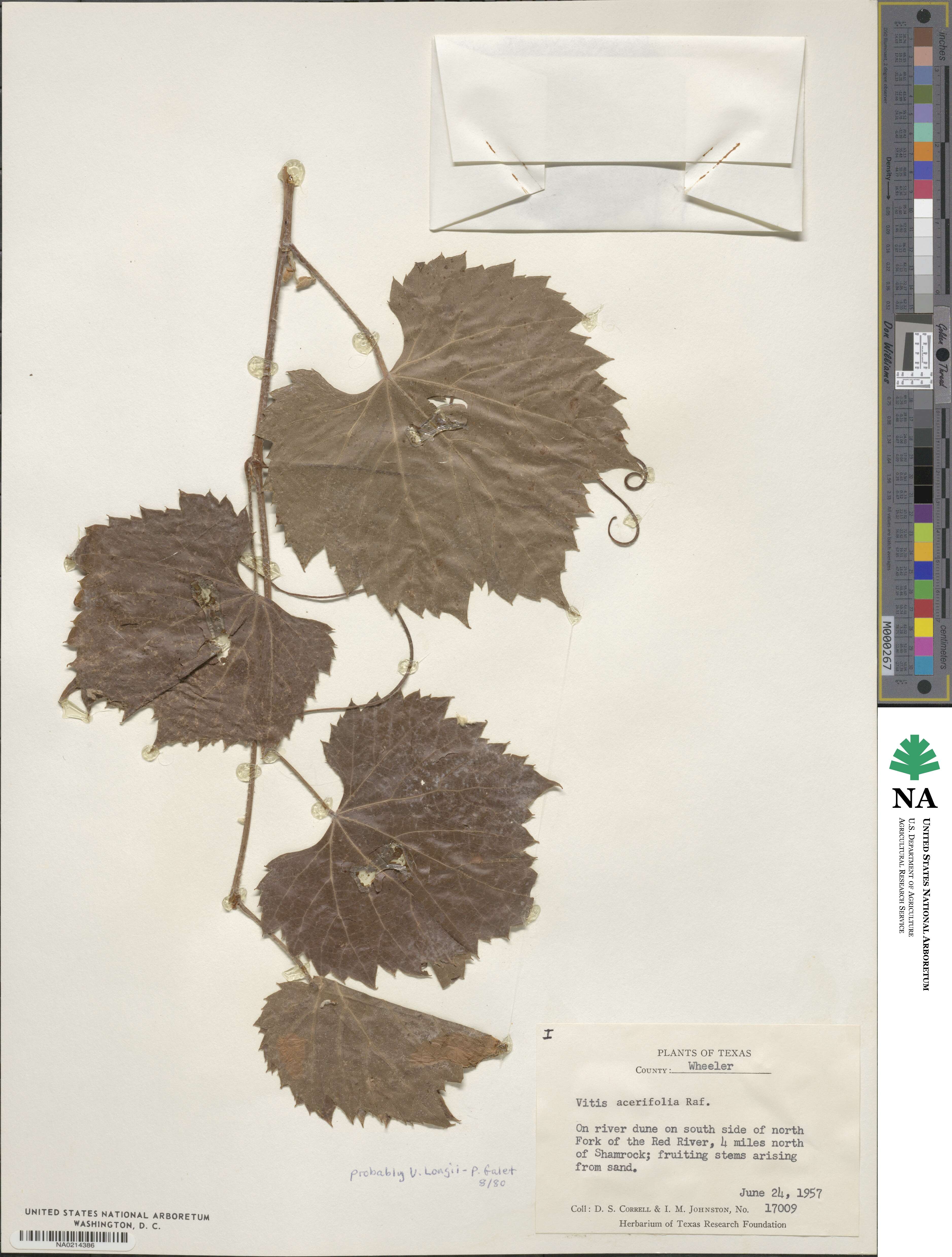 Vitis acerifolia image