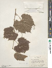 Vitis acerifolia image