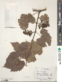 Vitis acerifolia image