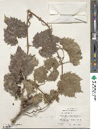 Vitis acerifolia image