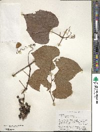 Vitis aestivalis image