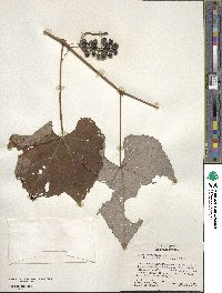 Vitis aestivalis image