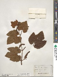 Vitis aestivalis image