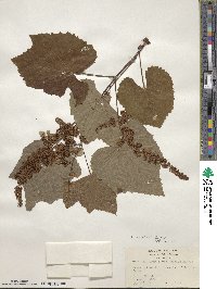 Vitis aestivalis image