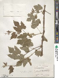 Vitis aestivalis image