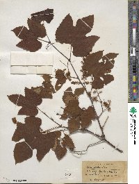 Vitis aestivalis image