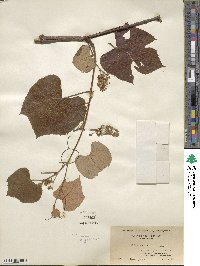 Vitis aestivalis image