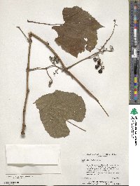 Vitis aestivalis image