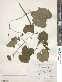 Vitis aestivalis image