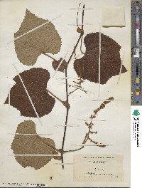 Vitis aestivalis image