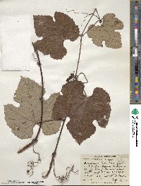 Vitis aestivalis image