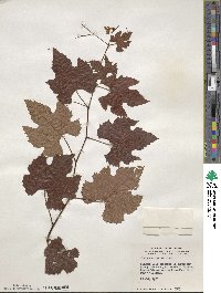 Vitis aestivalis image