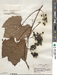 Vitis aestivalis image