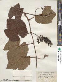 Vitis aestivalis image