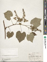 Vitis aestivalis image