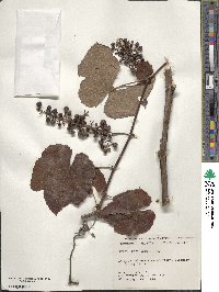 Vitis aestivalis image