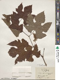 Vitis aestivalis image