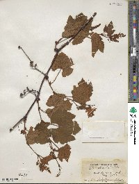 Vitis aestivalis image