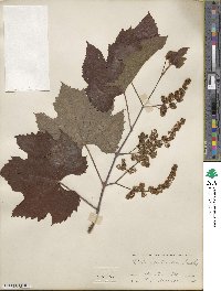 Vitis aestivalis image