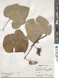 Vitis aestivalis image