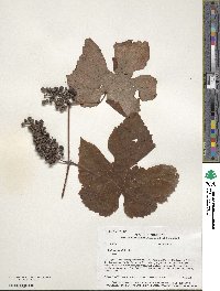 Vitis aestivalis image