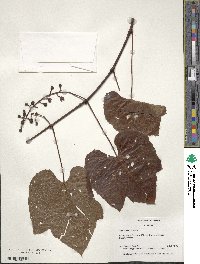 Vitis aestivalis image