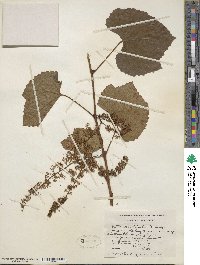 Vitis aestivalis image