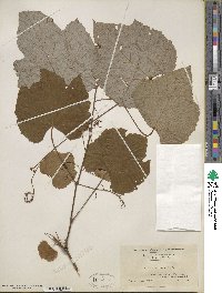 Vitis aestivalis image