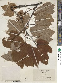 Vitis aestivalis image