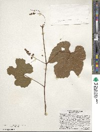 Vitis aestivalis image