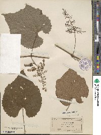 Vitis aestivalis image