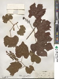 Vitis aestivalis image