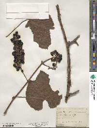 Vitis aestivalis image