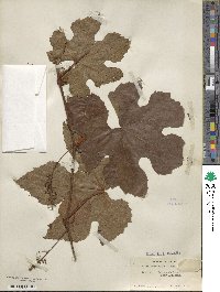 Vitis aestivalis image