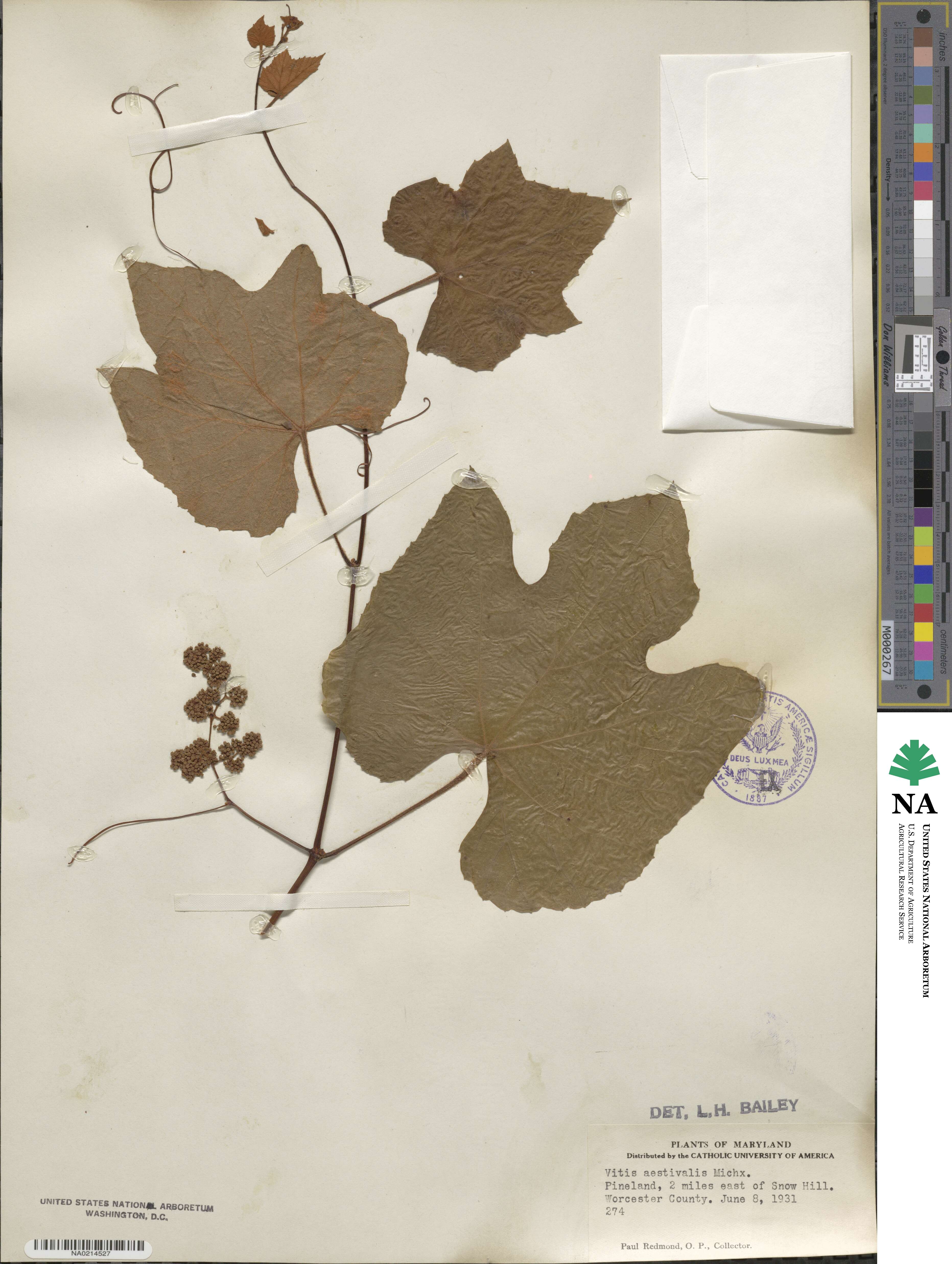 Vitis aestivalis image
