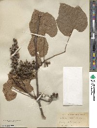 Vitis aestivalis image