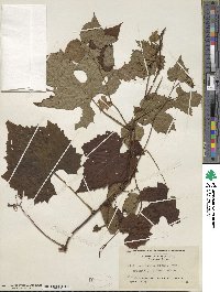 Vitis aestivalis var. bicolor image