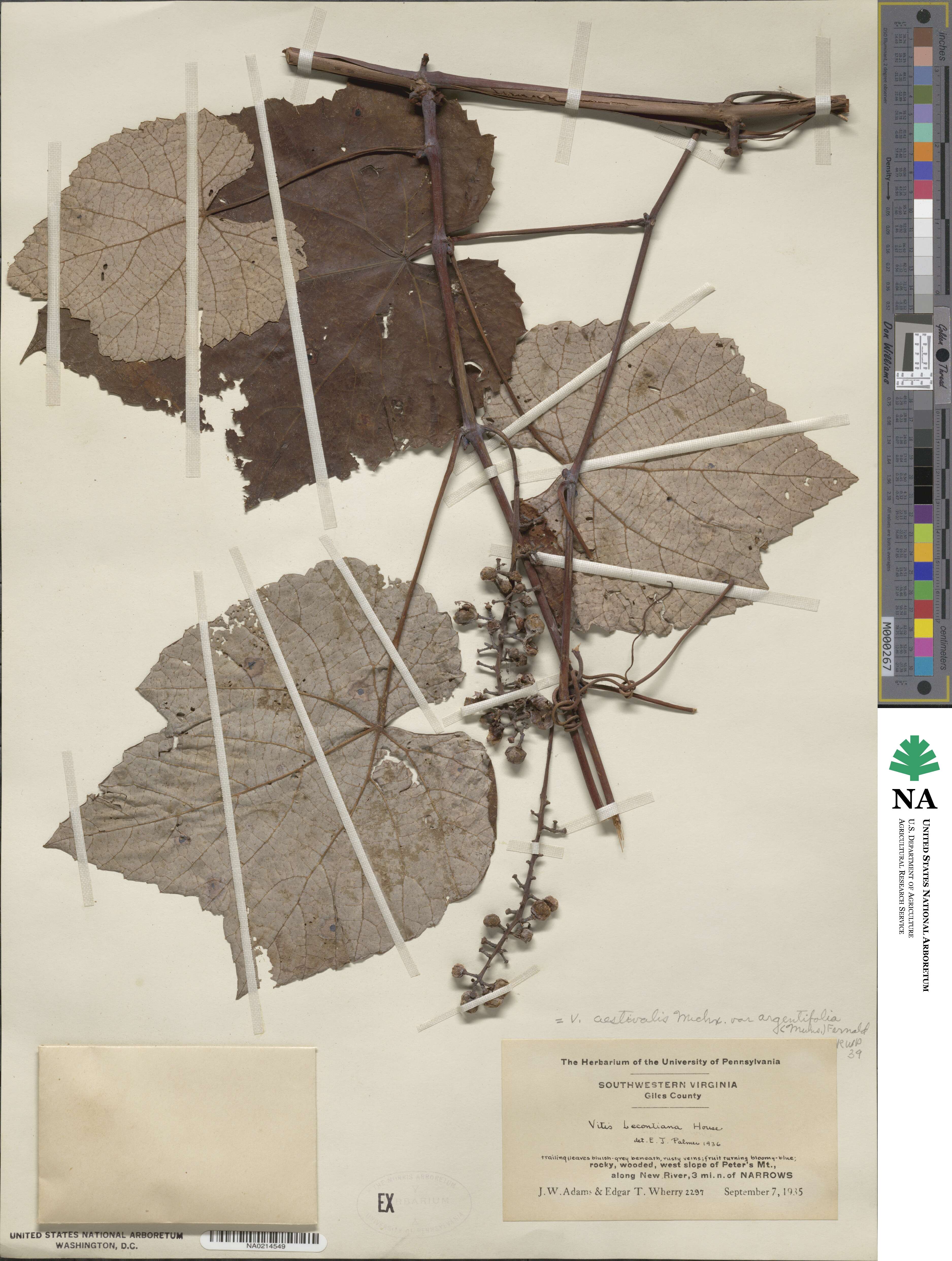 Vitis aestivalis var. bicolor image